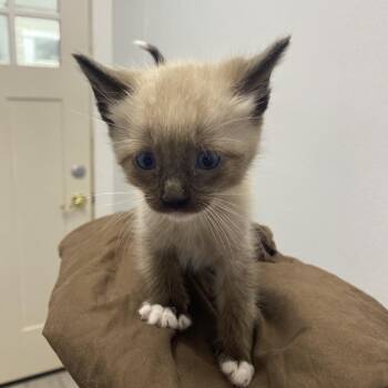 JimBeam -  Siamese Cat for Adoption in Franklin, North Carolina - JimBeam | PetCurious
