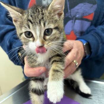 Domestic Short Hair Cats Available for Adoption in Pekin, Illinois - Emerald | PetCurious