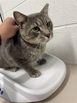 KINGSLEY -  Domestic Short Hair Cat for Adoption in St. Peters, Missouri - KINGSLEY | PetCurious