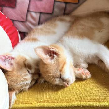 Domestic Short Hair Cats Available for Adoption in Tustin, California - Banner | PetCurious