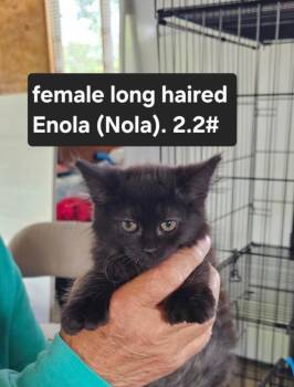 Enola -  Domestic Short Hair Cat for Adoption in Cloquet, Minnesota - Enola | PetCurious