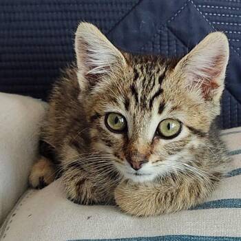Munchkin -  Domestic Medium Hair Cat for Adoption in San Pablo, California - Munchkin | PetCurious