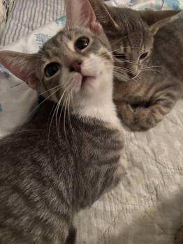 Rescue Domestic Short Hair Cats for Adoption in Salisbury, North Carolina - Vandergriff | PetCurious