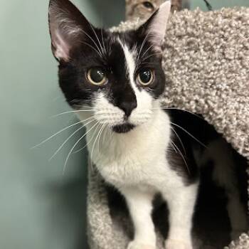 Rescue Domestic Short Hair Cats for Adoption in South Elgin, Illinois - Joy | PetCurious
