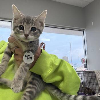 Gumdrop -  Domestic Short Hair Cat for Adoption in Normal, Illinois - Gumdrop | PetCurious