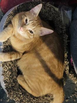 Rescue Domestic Short Hair Cats for Adoption in Port Orange, Florida - Garfield (sweet Boy) Ormond | PetCurious