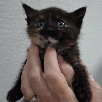 Camphor -  Domestic Medium Hair Cat for Adoption in Lakewood, Colorado - Camphor | PetCurious
