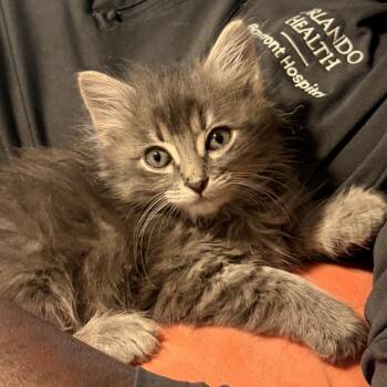 Penguin -  Domestic Short Hair Cat for Adoption in NEW PT RICHEY, Florida - Penguin | PetCurious