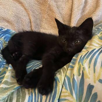 Sopra -  Domestic Short Hair Cat for Adoption in Newport, North Carolina - Sopra | PetCurious