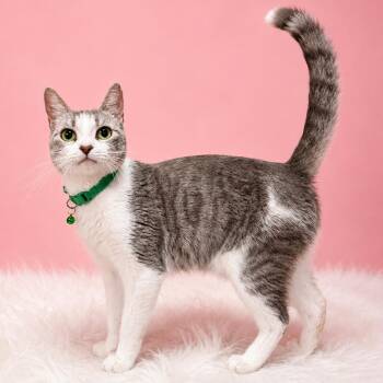 Domestic Short Hair Cats Available for Adoption in Binghamton, New York - Hydrogen | PetCurious