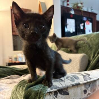 Dremel -  Domestic Short Hair Cat for Adoption in San Tan Valley, Arizona - Dremel | PetCurious