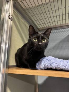 Domestic Short Hair Cats Available for Adoption in Westminster, Maryland - IRIS | PetCurious
