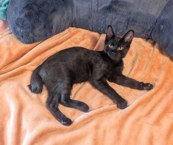 Cottontail -  Domestic Short Hair Cat for Adoption in Burnaby, British Columbia - Cottontail | PetCurious