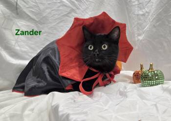 Zander -  Domestic Short Hair Cat for Adoption in Whitewater, Wisconsin - Zander | PetCurious