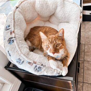 Rescue Domestic Short Hair Cats for Adoption in Saint Paul, Minnesota - Trake - Courtesy Post | PetCurious