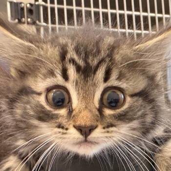 Plant Raven -  Domestic Medium Hair Cat for Adoption in Chatham, Virginia - Plant Raven | PetCurious