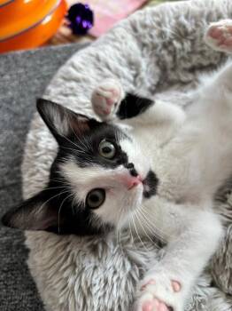 Domestic Short Hair Cats Available for Adoption in Santa Clara, California - BESSIE | PetCurious