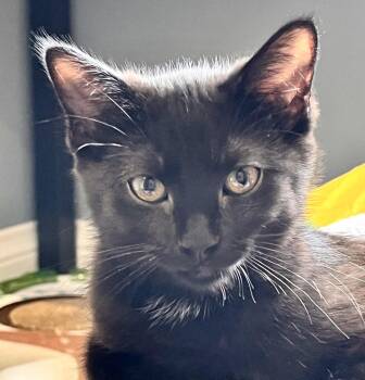 Shelley -  Domestic Short Hair Cat for Adoption in Vaughan, Ontario - Shelley | PetCurious