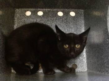 A605024 -  Domestic Short Hair Cat for Adoption in Orlando, Florida - A605024 | PetCurious