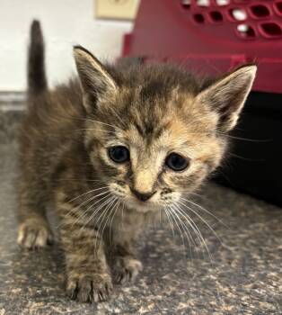 Rescue Domestic Short Hair Cats for Adoption in Lockhart, Texas - MJ | PetCurious