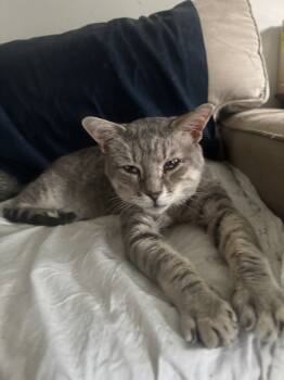 Rescue Domestic Short Hair Cats for Adoption in Salisbury, North Carolina - Gandalf | PetCurious