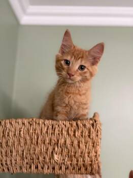 K-Pop Orange -  Domestic Short Hair Cat for Adoption in Arthur, Ontario - K-Pop Orange | PetCurious