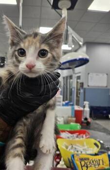 A137531 -  Domestic Short Hair Cat for Adoption in Palmetto, Florida - A137531 | PetCurious