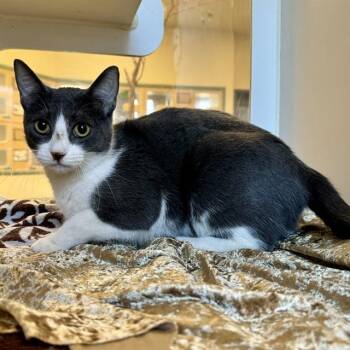 Domestic Short Hair Cats Available for Adoption - IVY | PetCurious
