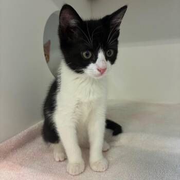 Fruits Basket -  Domestic Short Hair Cat for Adoption in Greensboro, North Carolina - Fruits Basket | PetCurious