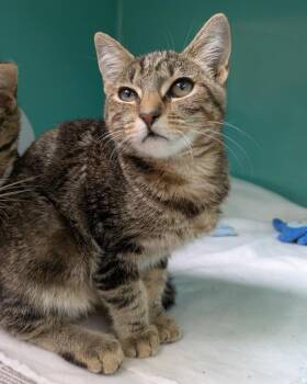 Sandy -  Domestic Short Hair Cat for Adoption in Novato, California - Sandy | PetCurious