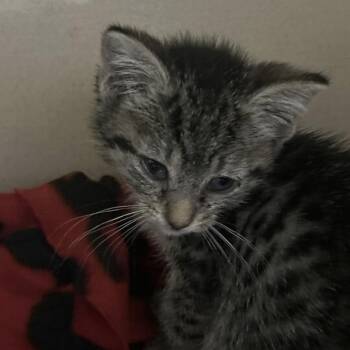 Quesadilla -  Domestic Short Hair Cat for Adoption in Elyria, Ohio - Quesadilla | PetCurious