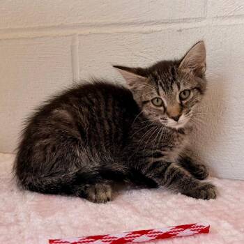 Domestic Short Hair Cats Available for Adoption in Evensville, Tennessee - Tobin | PetCurious