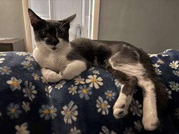 Piper -  Domestic Short Hair Cat for Adoption in Glocester, Rhode Island - Piper | PetCurious