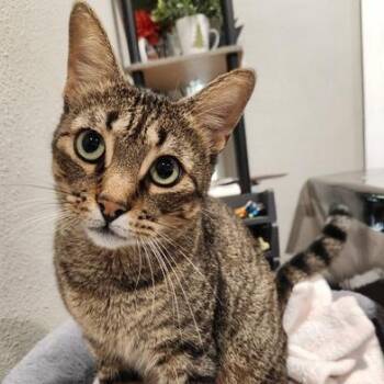 Rescue Tabby and Domestic Short Hair Cats for Adoption in Liverpool, Texas - Andy | PetCurious