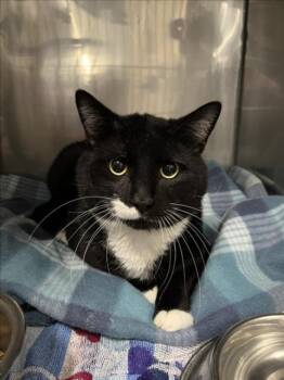 SOCKS -  Domestic Short Hair Cat for Adoption in Woodland, California - SOCKS | PetCurious