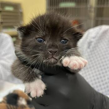 Domestic Short Hair Cats Available for Adoption in West Palm Beach, Florida - Bundt Cake | PetCurious