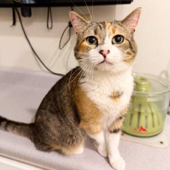 Lucy -  Domestic Short Hair Cat for Adoption in Las Vegas, Nevada - Lucy | PetCurious