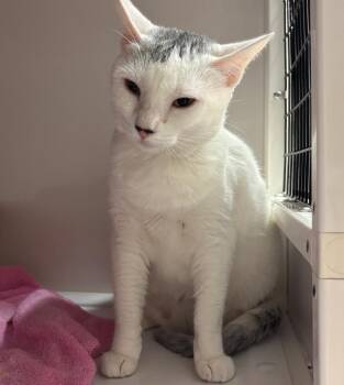 Buchanan / Rain -  Domestic Short Hair Cat for Adoption in Youngtown, Arizona - Buchanan / Rain | PetCurious