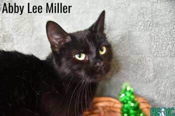 Domestic Short Hair Cats Available for Adoption in Fort Mill, South Carolina - Abby Lee Miller | PetCurious