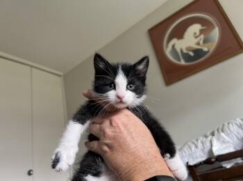 Rescue Tuxedo Cats for Adoption in Los Angeles, California - Walli (M) | PetCurious