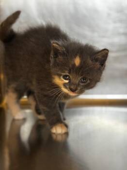 Domestic Short Hair Cats Available for Adoption in Lima, Ohio - Bean | PetCurious