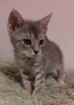 Colter 4.19.26 -  Domestic Short Hair Cat for Adoption in Apopka, Florida - Colter 4.19.26 | PetCurious