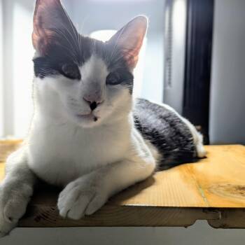 Rescue Domestic Short Hair Cats for Adoption in Beaufort, South Carolina - Freckle | PetCurious