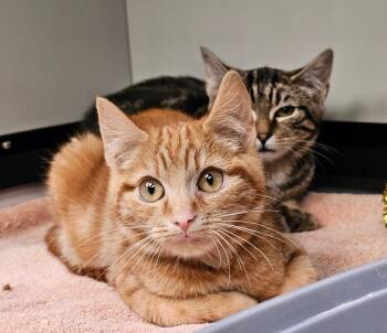 Domestic Short Hair Cats Available for Adoption in Norwalk, Connecticut - Fred (with Bam Bam) | PetCurious