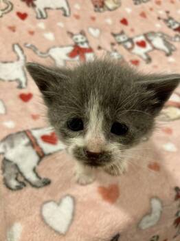 Glitter -  Domestic Short Hair Cat for Adoption in West Mifflin, Pennsylvania - Glitter | PetCurious