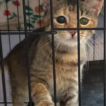 Sprite -  American Shorthair Cat for Adoption in Volcano, Hawaii - Sprite | PetCurious