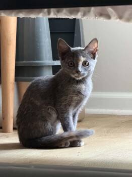 Amelia -  Dilute Calico Cat for Adoption in Wilmington, North Carolina - Amelia | PetCurious