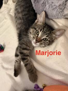 Marjorie -  Tabby Cat for Adoption in Hamilton, Ontario - Marjorie | PetCurious