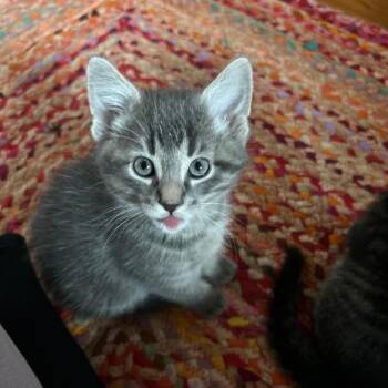 Domestic Short Hair Cats Available for Adoption in Chicago, Illinois - Charles | PetCurious