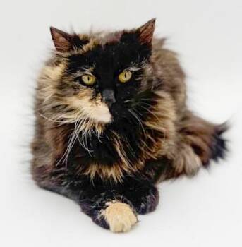 Maine Coon and Tortoiseshell Cats Available for Adoption in Bedford Hills, New York - Marcy  Is Sooo Darn Special And OMG Cute!  FLOOF! | PetCurious